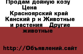 Продам дойную козу › Цена ­ 7 000 - Красноярский край, Канский р-н Животные и растения » Другие животные   